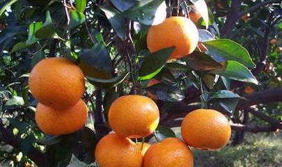 臺州的這幾種,水果你吃過幾個?